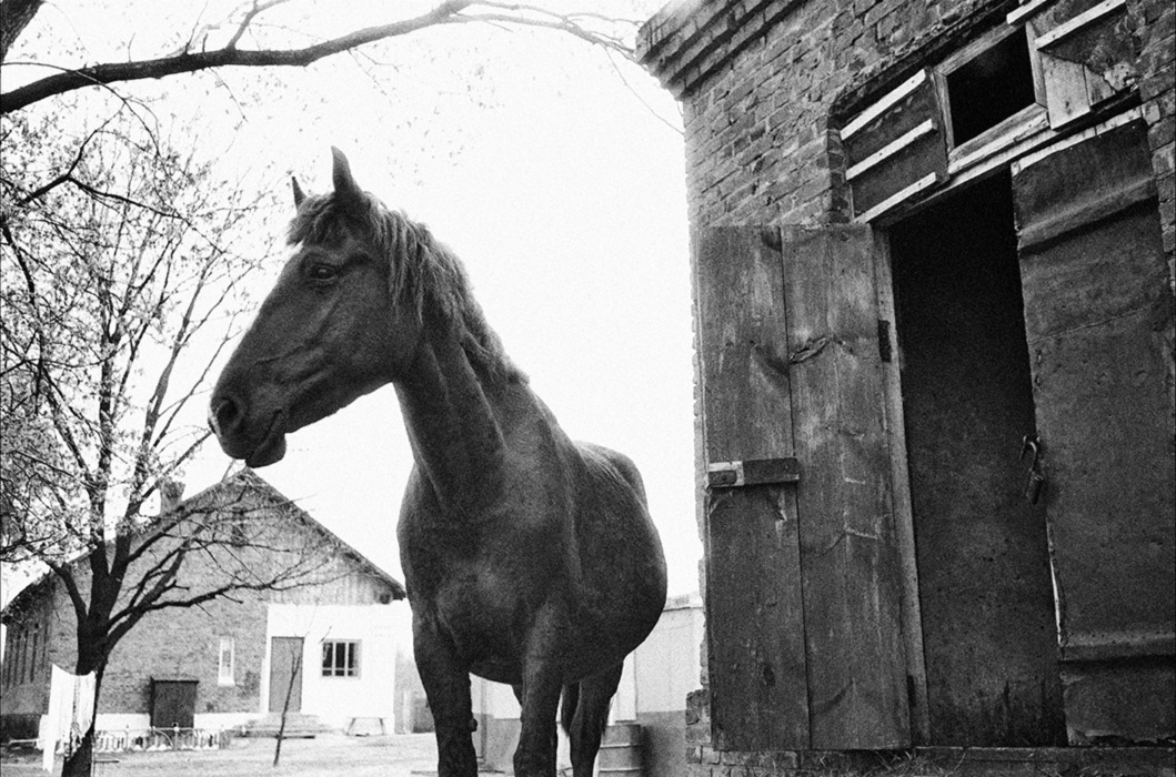 Лошадь во дворе. Гомелькая обл., Чернобылькая зона 1986 год