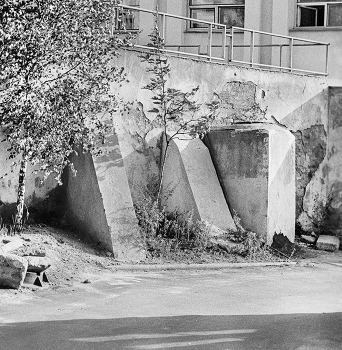 Березки во дворе. 1985г. Минск