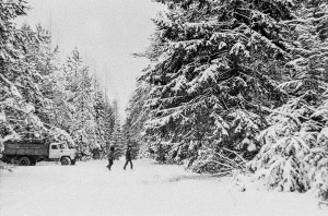 Заготовка новогодних елок, Минский р-н, середина 80-х